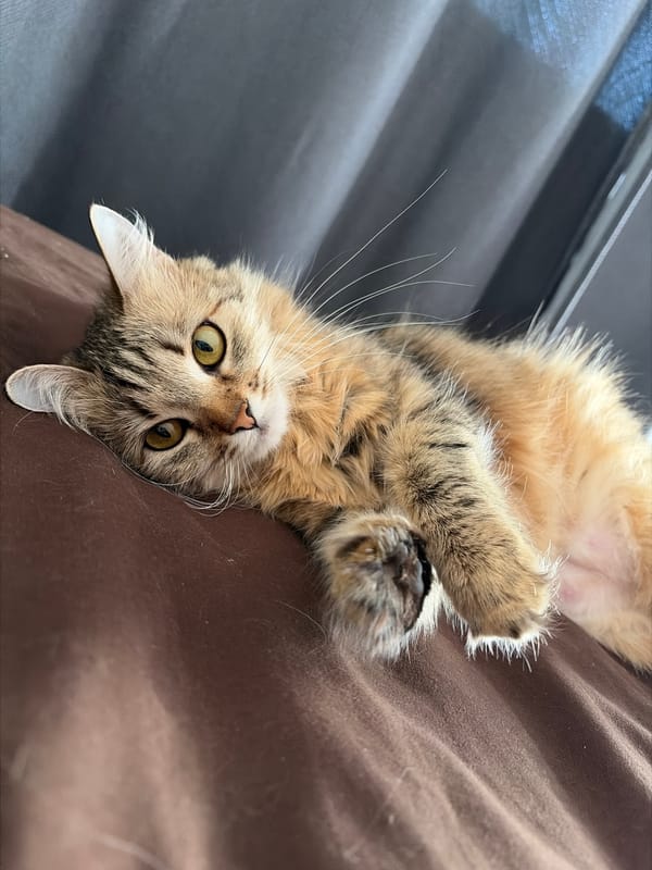 Cats photographed in quiet moments in Chaikovsky, Russia