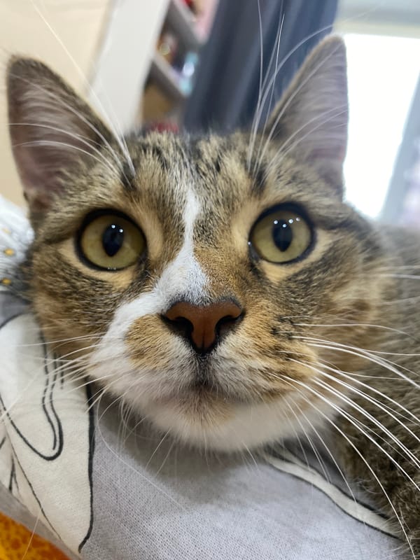 Close-up portraits of a tabby cat, four minutes apart