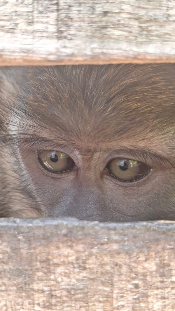 Monkey peers through wooden enclosure slats in Lhokseumawe