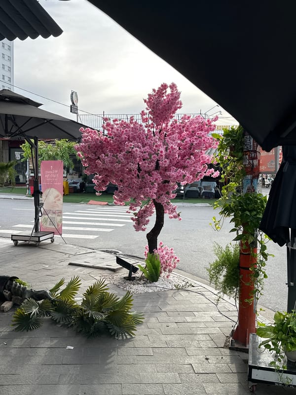 Da Nang street life at dusk, dogs and cherry blossoms