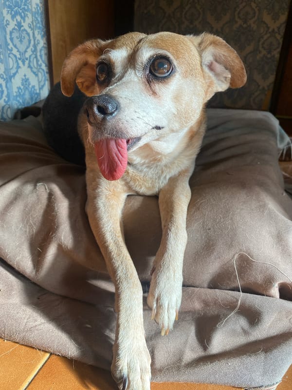 Dog rests on cloth surface in Ushuaia
