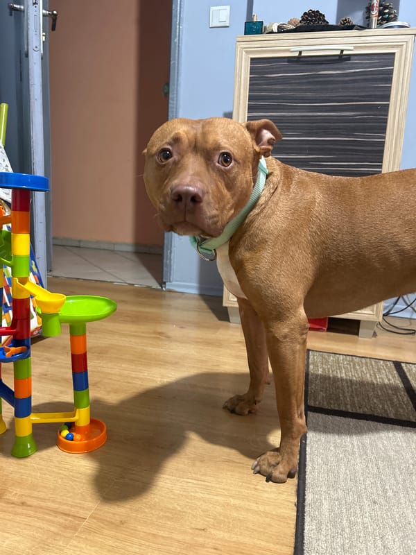 Witness captures dog, neighborhood scenes, retail moments over afternoon