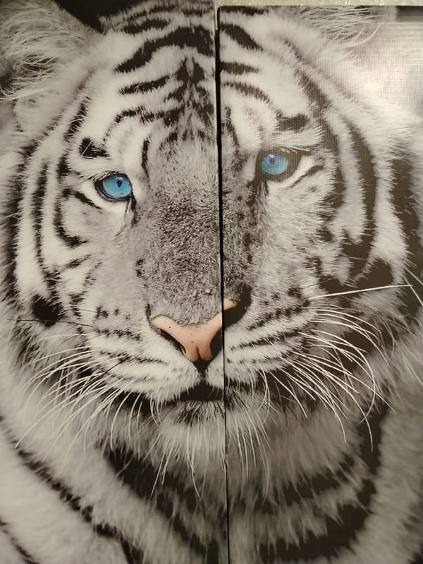 White tiger image captured in Kaduy, Russia
