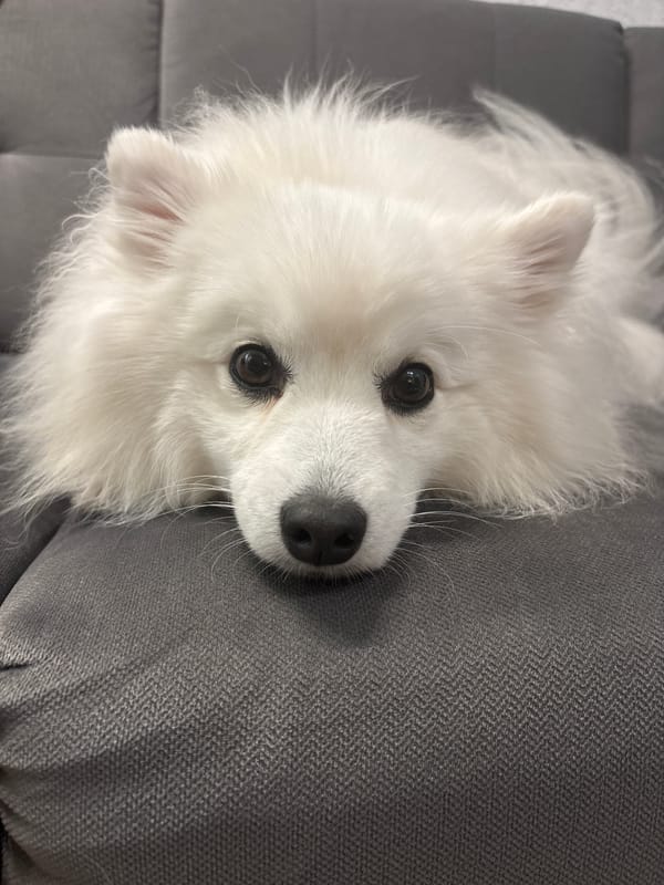 White dog relaxing at home in Kazan, with indoor plants nearby