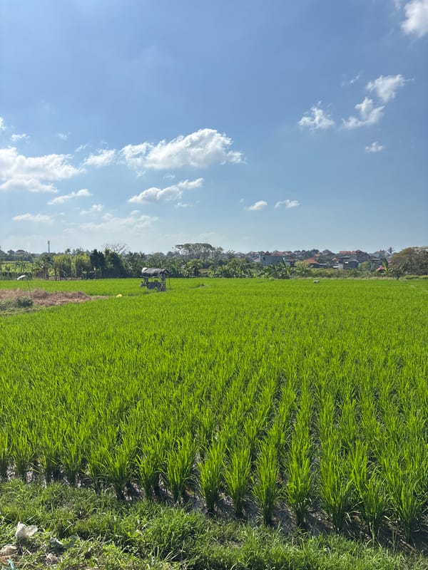 Rice paddies documented in early morning Denpasar countryside