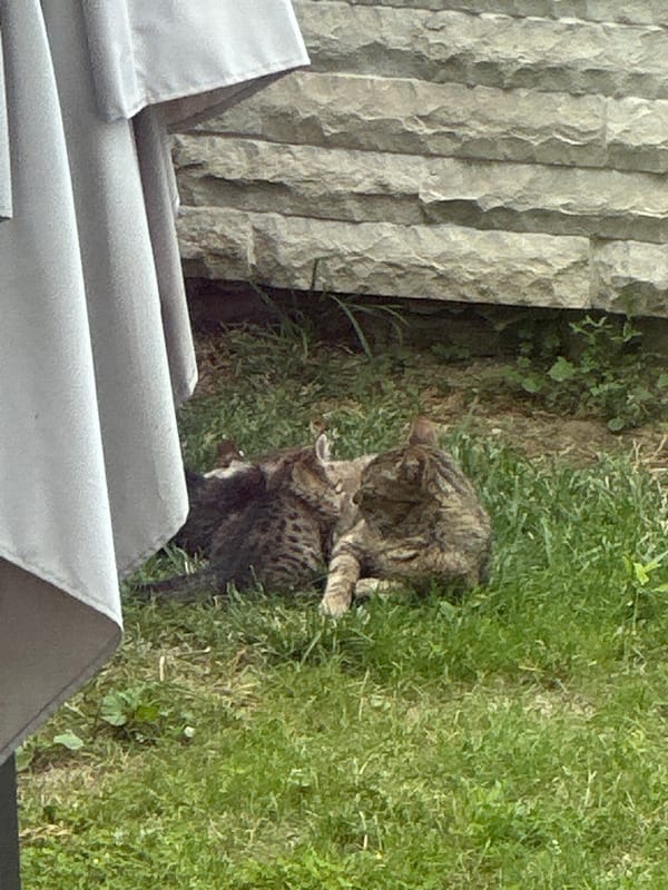 Cats in the yard, selfies inside, Asenovgrad morning