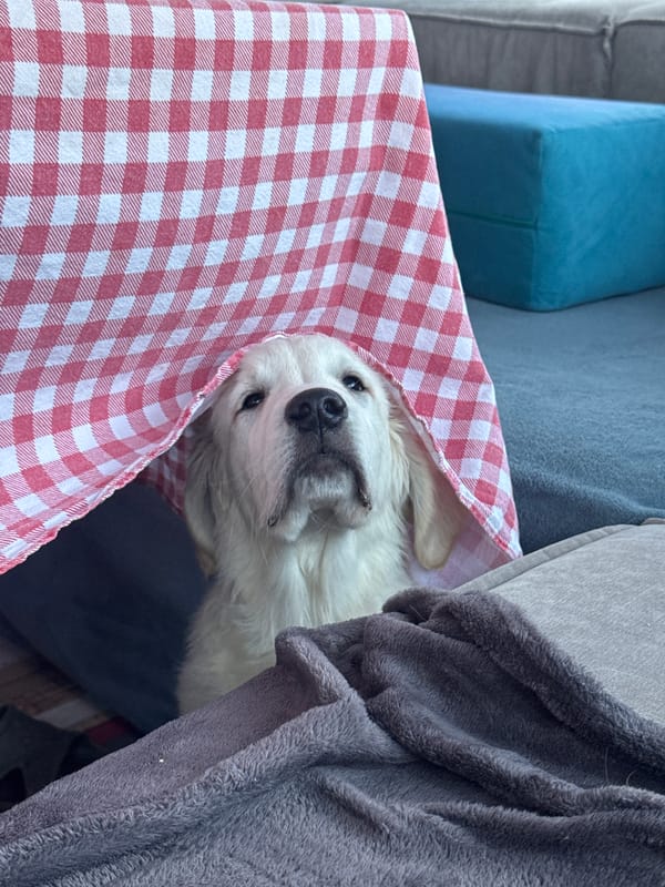 Domestic scenes with puppies and traditional setting documented in Ptichnoye