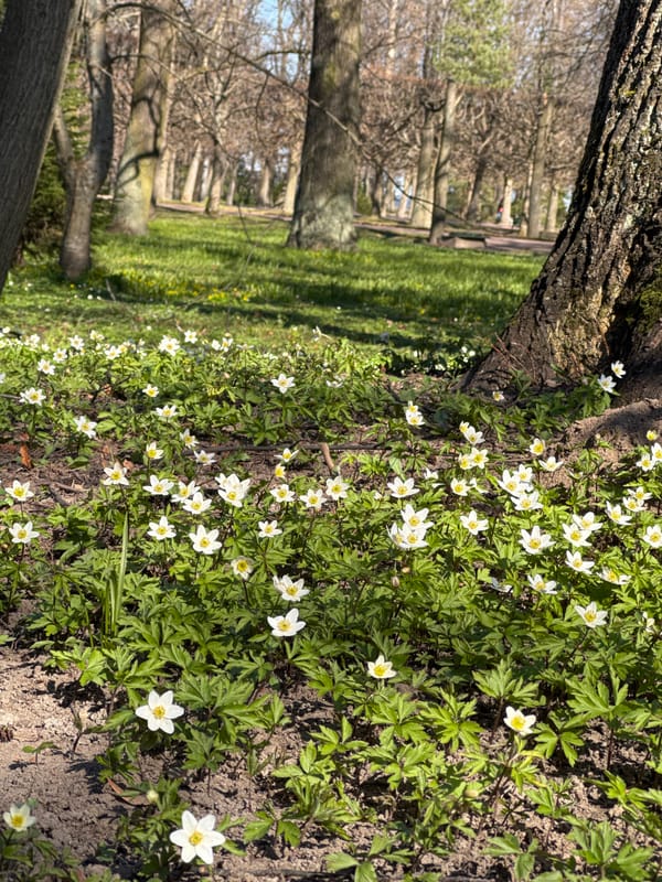 Spring flowers bloom along pathways in Peterhof historical park