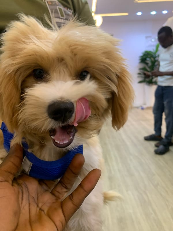 Small fluffy dog photographed indoors in Animashawun, Nigeria