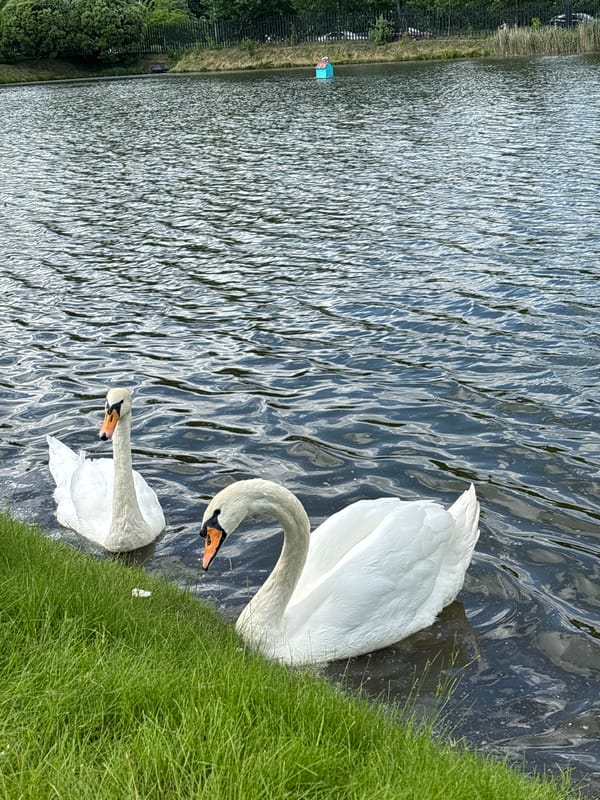 Swan watching at Saint Petersburg park pond