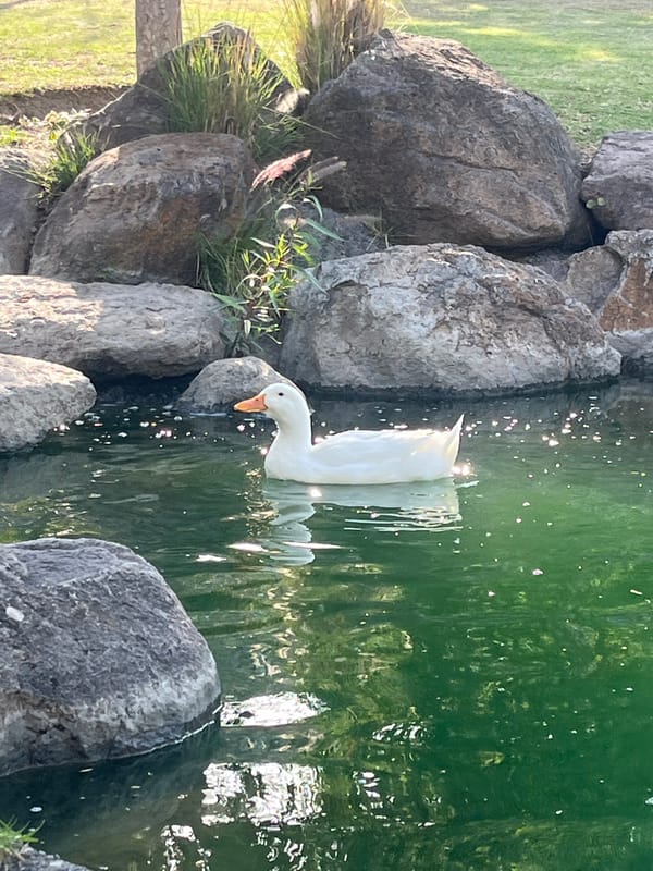 Urban park scene with duck, refreshments captured by witness