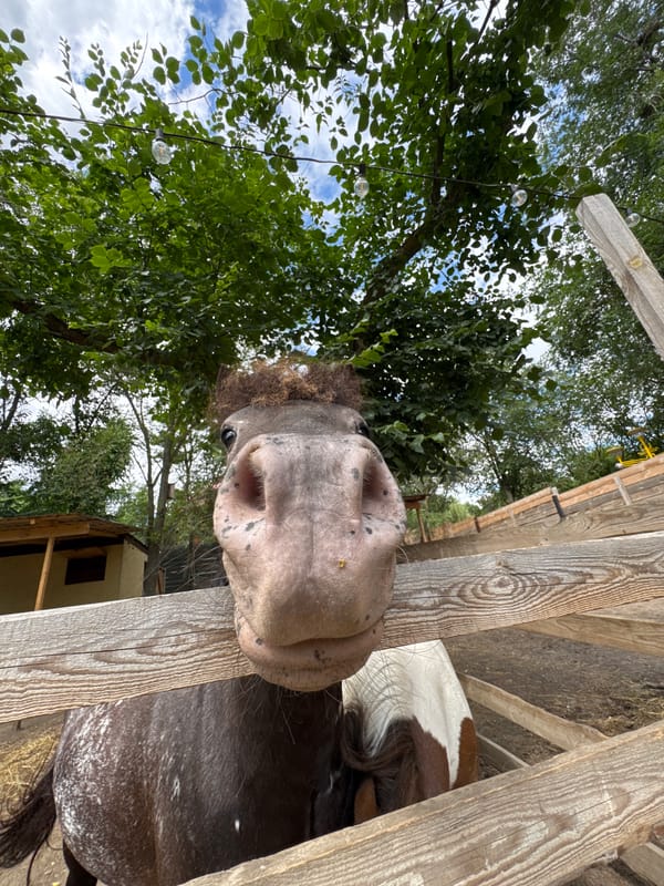 Up close with the animals at a farm in Elista