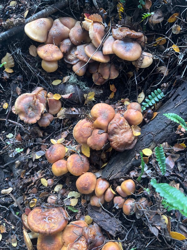Diverse wild mushrooms documented in Ushuaia forest habitat
