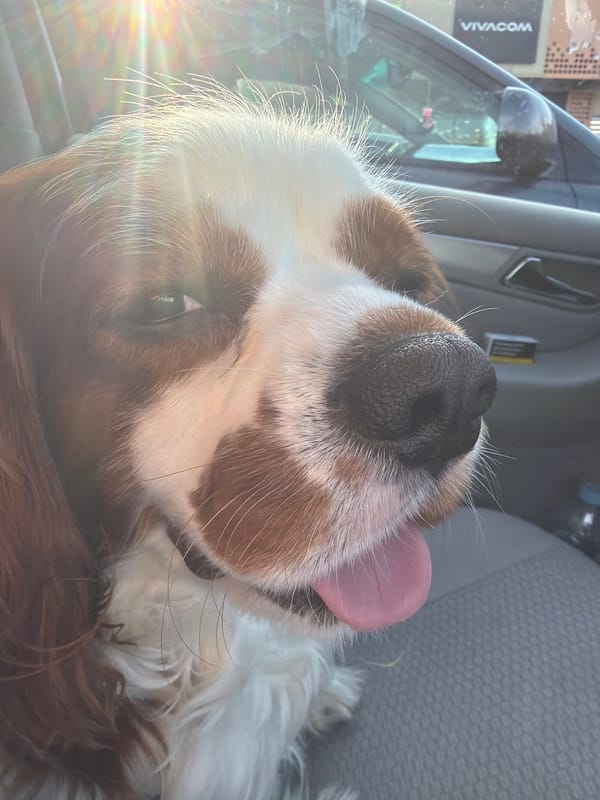 Dog enjoys car ride in Dobrich, Bulgaria