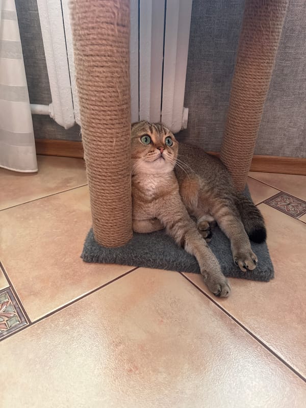 Two green-eyed tabbies lounging on cat furniture in Vitsebsk
