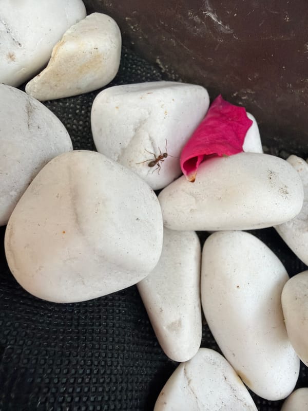 Close-up garden exploration: stones, flowers, bark, and small insects