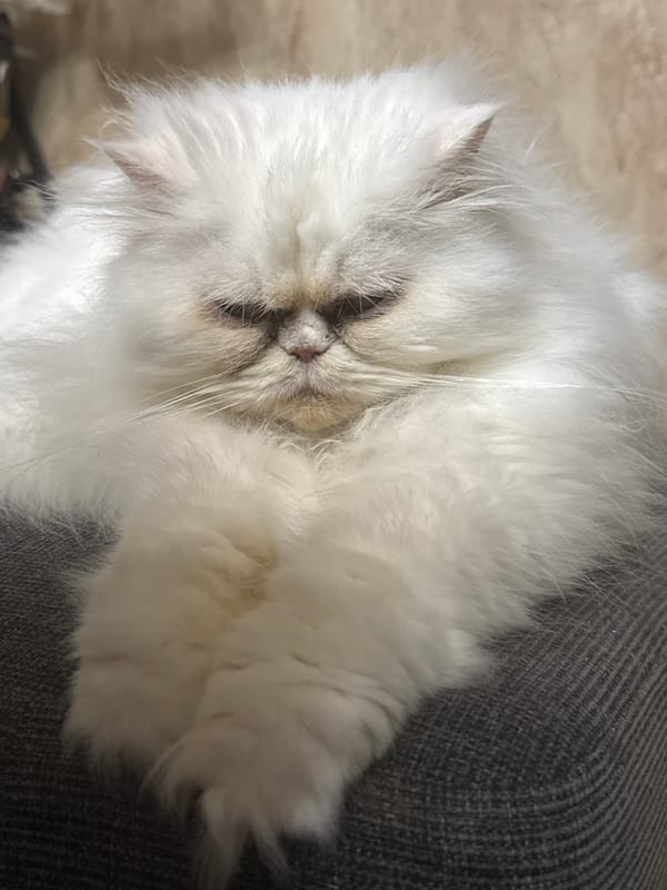 Persian Cat Photo Session Captured in Burgas Home
