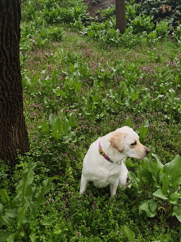 Labrador observed in vegetation patch in Kozloduy, Bulgaria