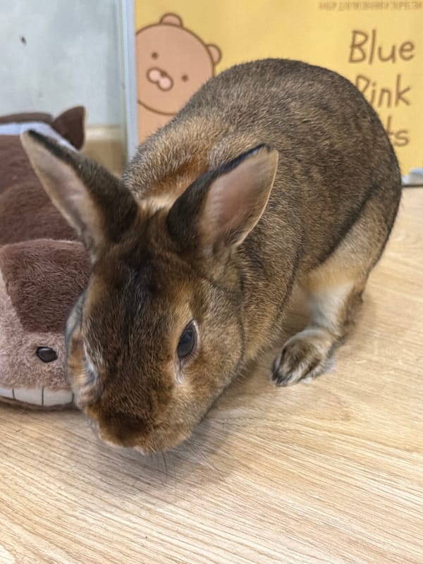 Pets at home and a quiet afternoon around Solikamsk