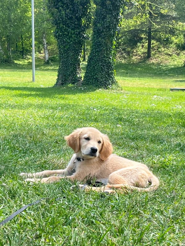 Golden retriever puppy plays in grassy field in Sandanski