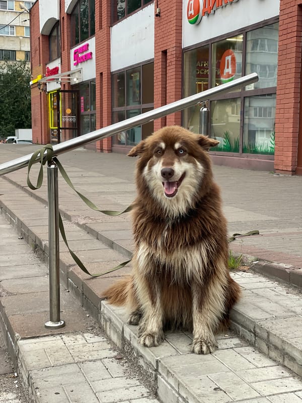 Two-toned eyes on a husky waiting outside a Saint Petersburg storefront