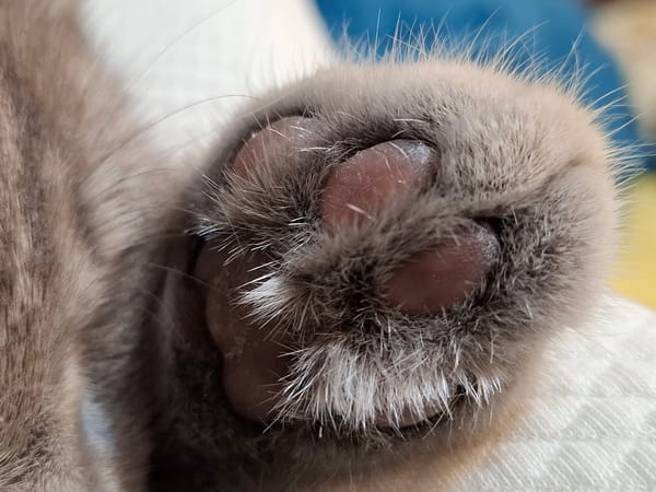 Sleeping striped cat photographed in close-up detail in Novi Sad