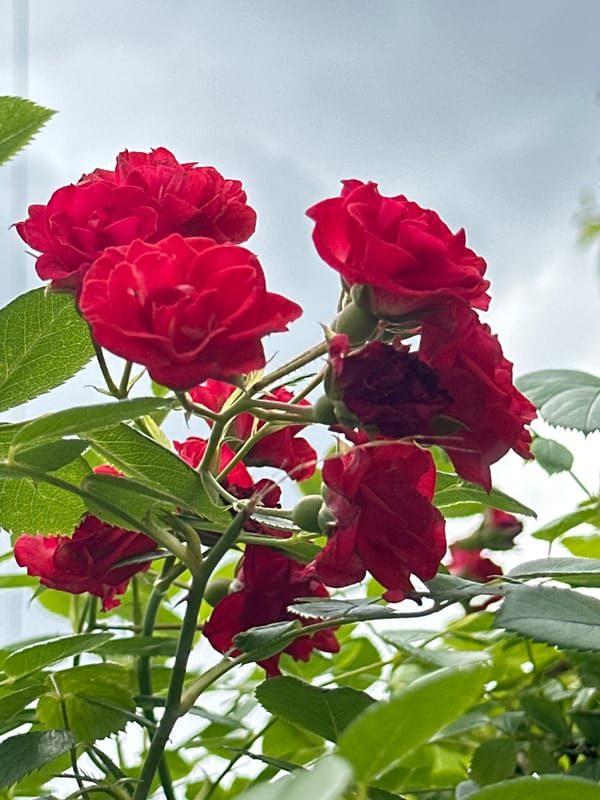 Red roses, poppies, and sumac in bloom in Lobacheve