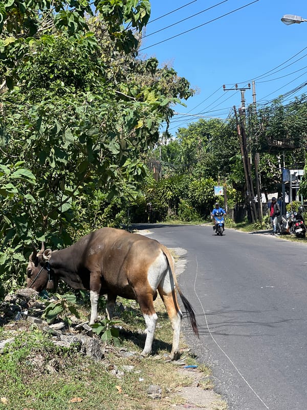 Cow spotted tethered roadside in Kuta Selatan, Indonesia