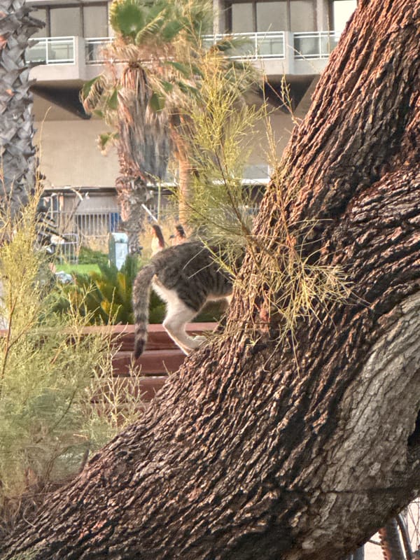 Tel Aviv park cats and a Mediterranean sunset, same evening