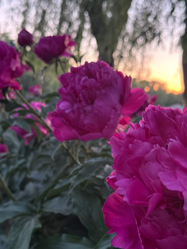 Spring evening unfolds at Beijing lakeside park with wildlife