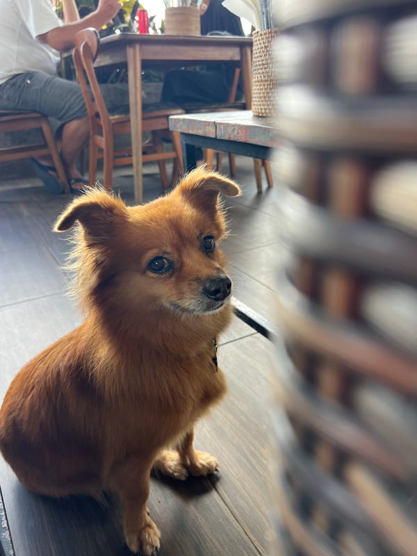 BBQ ribs and a curious dog at a North Kuta restaurant