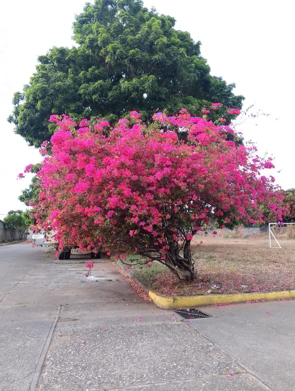Street scene with flowering bougainvillea documented in San Carlos