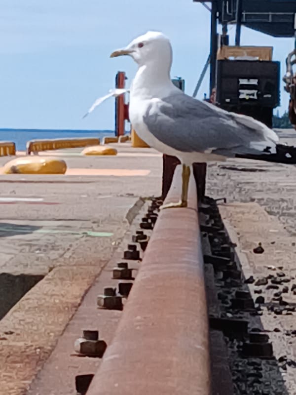 Gulls and harbour life on a Helsinki waterfront morning