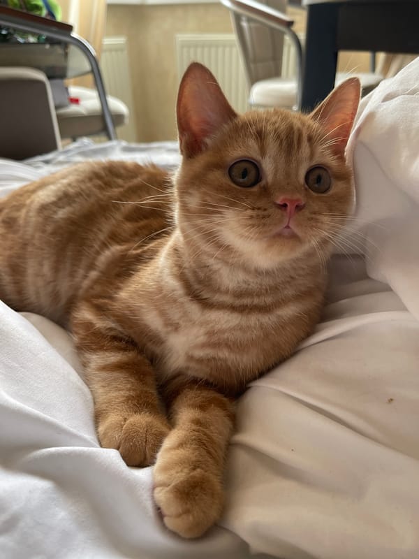 Orange tabby cat caught in various moods around a Moscow home