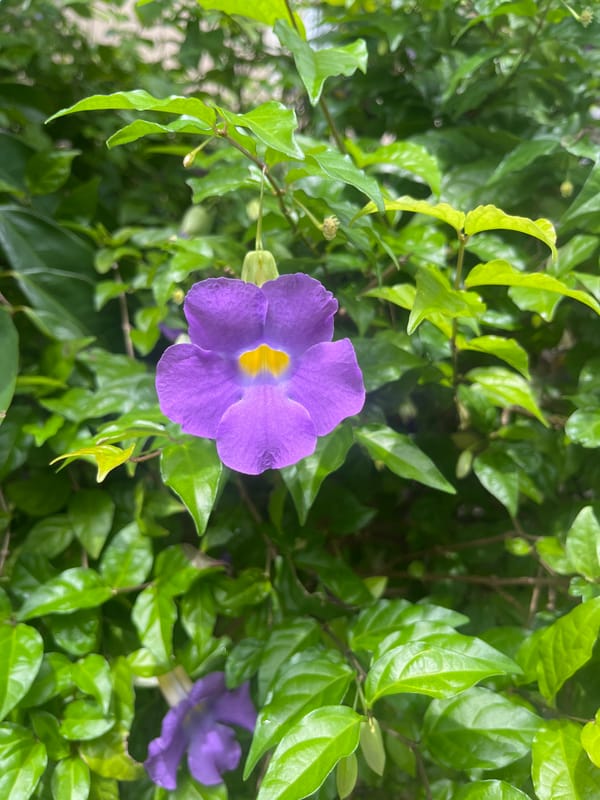 Morning wildlife and garden observations documented in Dar es-Salaam