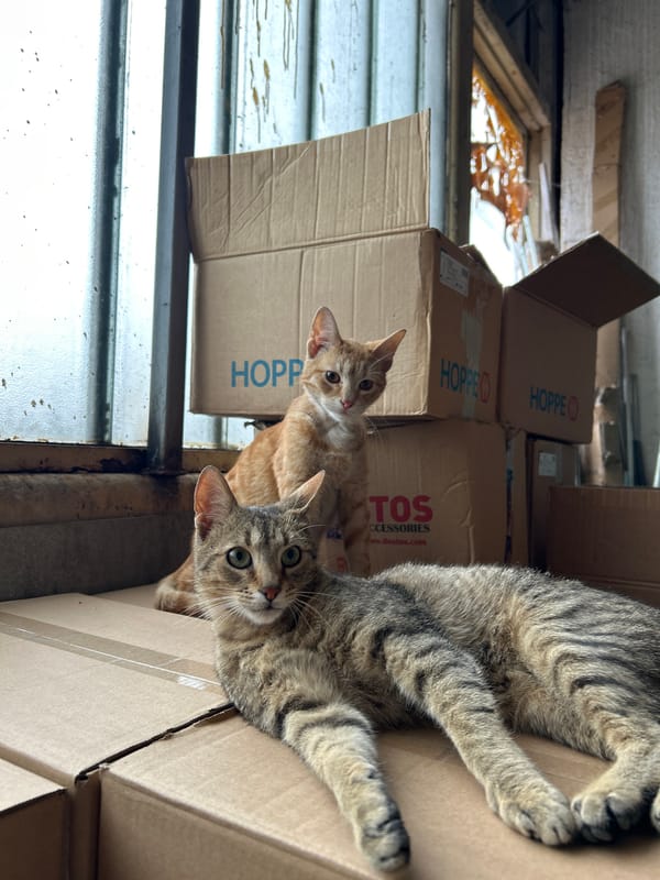 Two cats spotted among labeled cardboard boxes in Bulgaria