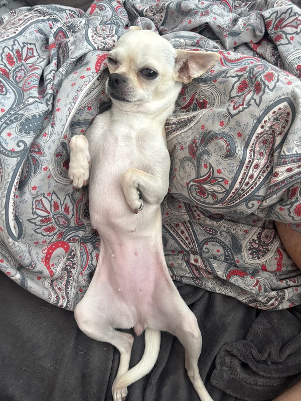 Chihuahua lounges in Sofia with a hot dog cameo