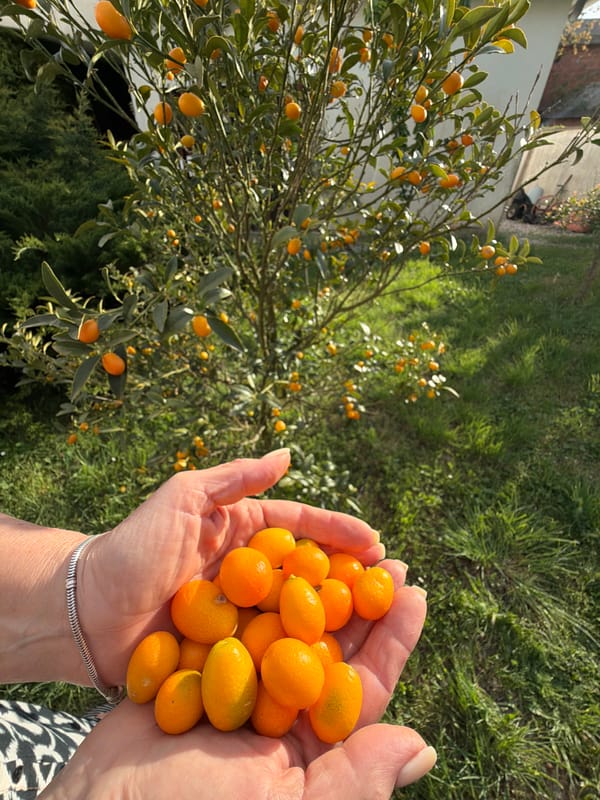 Person displays fresh kumquats in Montenegro village