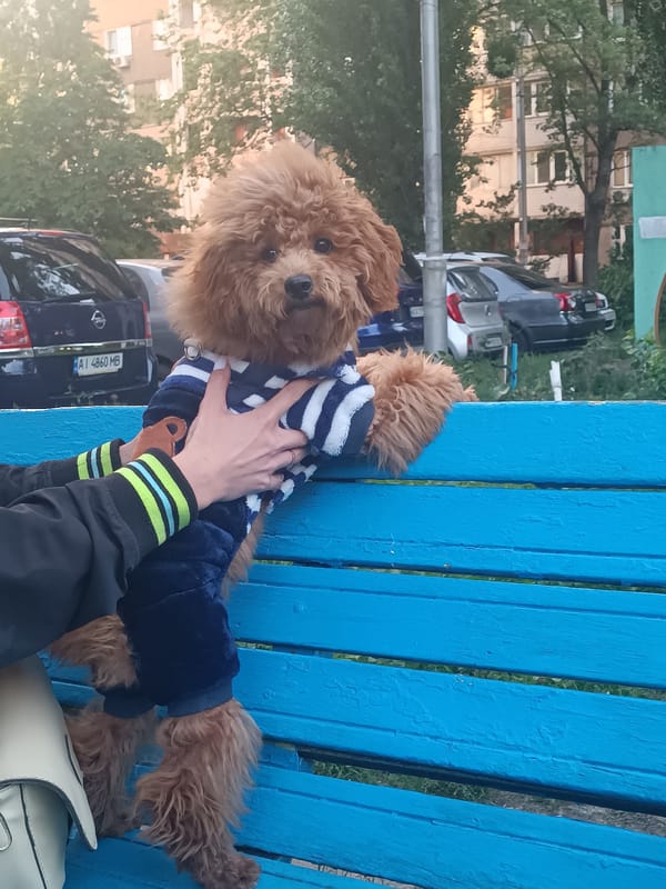 Dressed-up toy poodle on a blue bench in Kyiv