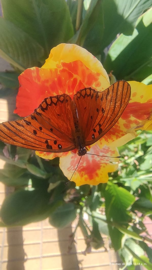 Gulf Fritillary butterflies photographed on flowers, clothing in Argentina