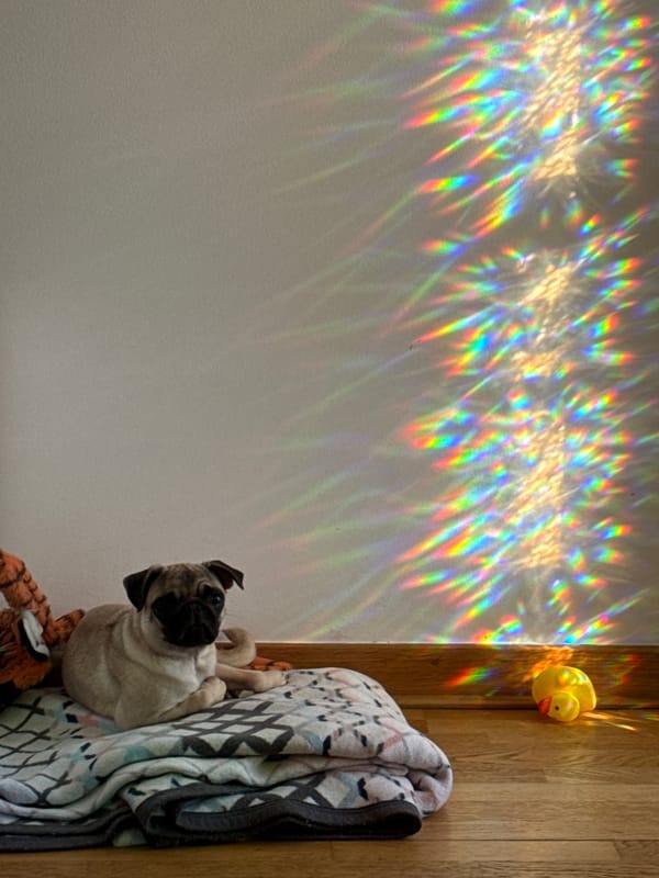 Pugs, breakfast plates, and sunny outdoor scenes