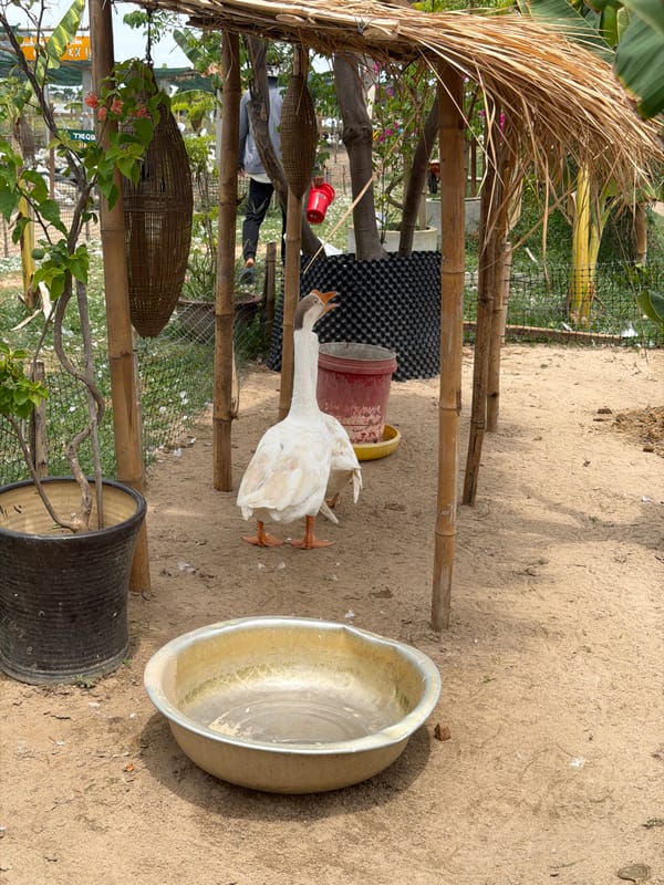 White geese in a bamboo-sheltered yard in Hoi An