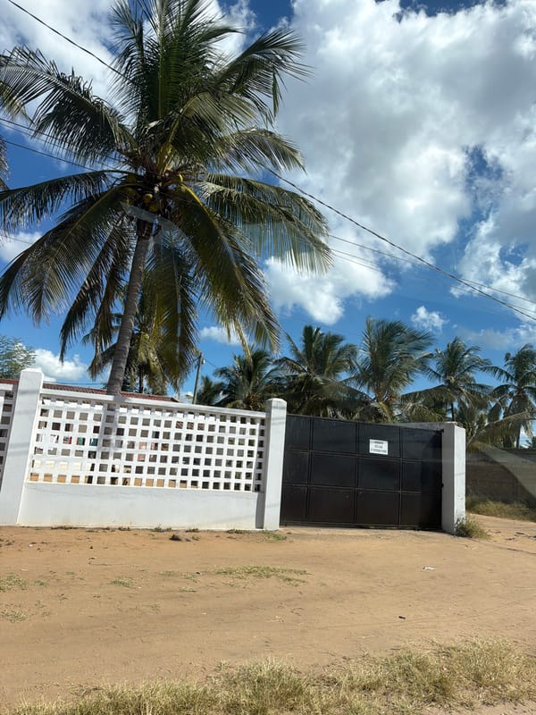 Coconut palm tree documented on Pemba street scene
