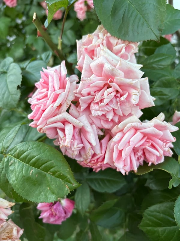 Afternoon in the garden: roses in every color