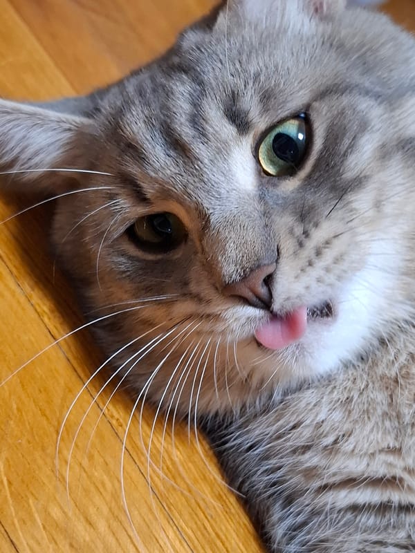 Grey tabby cat photographed in multiple poses, Novi Sad