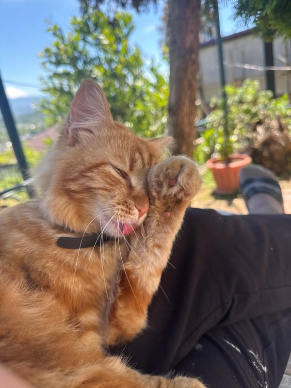 Lazy morning with an orange tabby in Vesyoloye