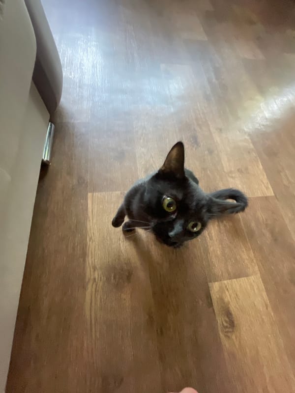 Black cat lounging around a Novokuznetsk apartment on a quiet morning