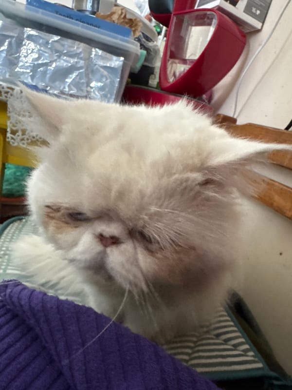 White Persian cat resting on striped furniture captured by witnesses