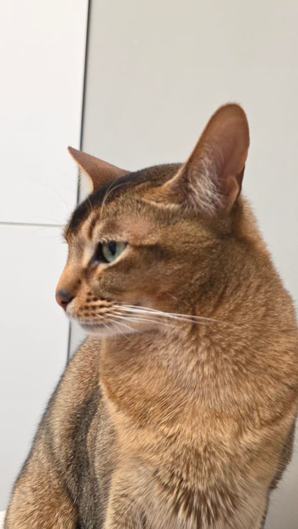 Domestic cat documented in Saint Petersburg home over 49 minutes