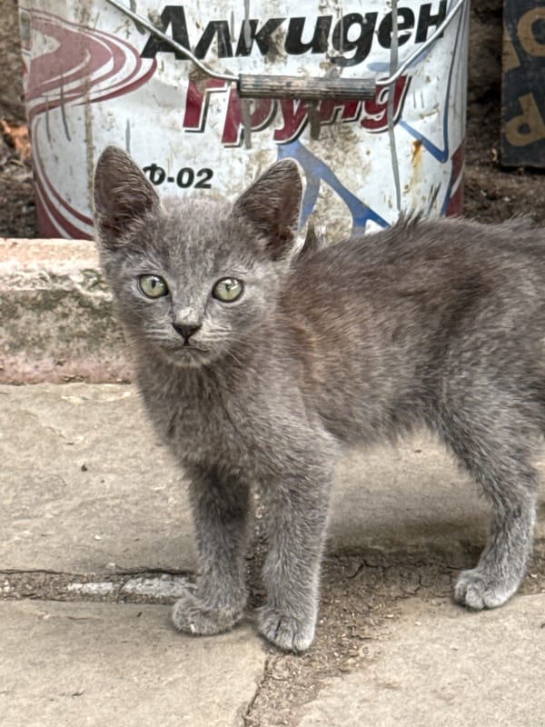 Lazy summer morning in rural Bulgaria with a grey kitten